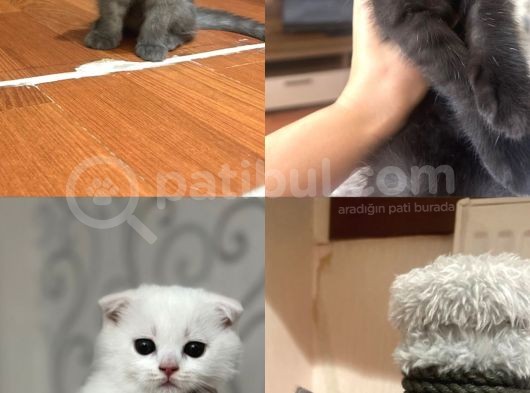 Yeni Sahiplerini Bekliyorlar