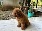 Red Brown Toy Poodle 