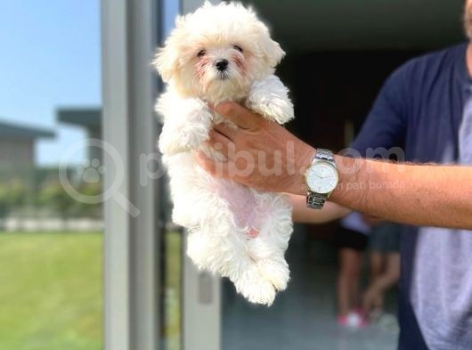 Kore Maltese Orji̇nal Garanti̇li̇ Bebekler görsel