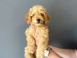 Sevi̇mli̇ Toy Poodle Bebeği̇mi̇z Aşili