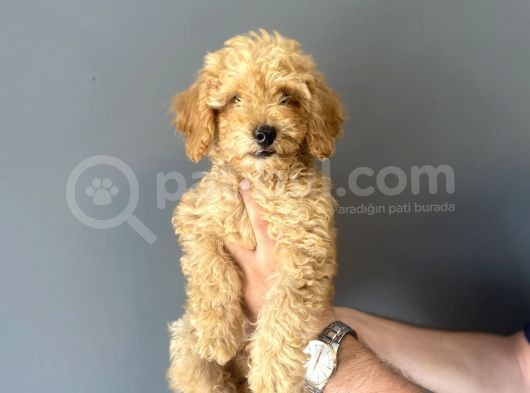 Sevi̇mli̇ Toy Poodle Bebeği̇mi̇z Aşili görsel