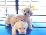 Kar Beyazı Maltese Terrier Bebekler