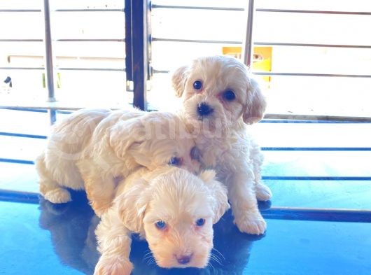 Kar Beyazı Maltese Terrier Bebekler görsel