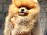 Canlı Oyuncak Peluş Isteyenlere