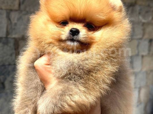 Canlı Oyuncak Peluş Isteyenlere görsel