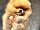 Canlı oyuncak peluş isteyenlere