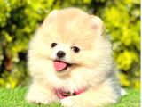 Mutluluğun Resmi Pomeranian Yavrular