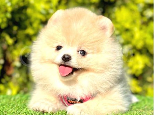Mutluluğun Resmi Pomeranian Yavrular görsel
