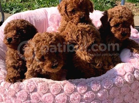 Mutlu Partiler Toy Poodle
