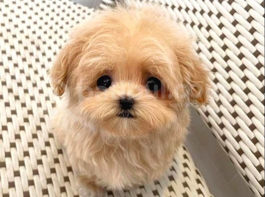 A Kali̇te Malti̇poo