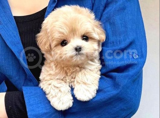 A Kali̇te Malti̇poo görsel