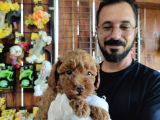A Scr Muhteşem Toy Poodle  Yavrularimiz