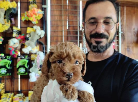 A Scr Muhteşem Toy Poodle  Yavrularimiz görsel