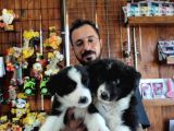 Dunyani̇n En Zeki̇ Irki Border Collie