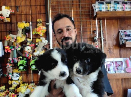 Dunyani̇n En Zeki̇ Irki Border Collie görsel