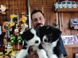 Dunyani̇n En Zeki̇ Irki Border Collie