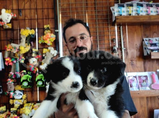 Dunyani̇n En Zeki̇ Irki Border Collie görsel