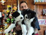Dunyani̇n En Zeki̇ Irki Border Collie