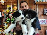 Dunyani̇n En Zeki̇ Irki Border Collie