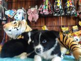 Dunyani̇n En Zeki̇ Irki Border Collie