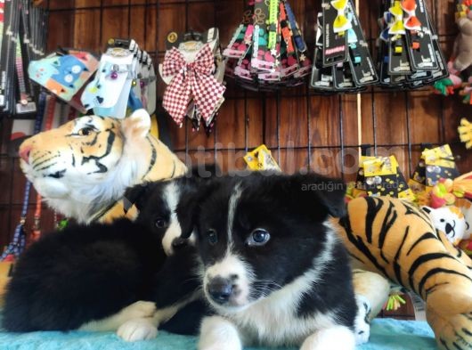 Dunyani̇n En Zeki̇ Irki Border Collie görsel