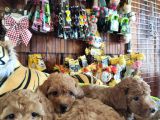 A Scr Muhteşem Toy Poodle  Yavrularimiz