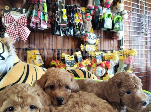 A Scr Muhteşem Toy Poodle  Yavrularimiz görsel