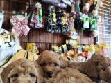 A Scr Muhteşem Toy Poodle  Yavrularimiz