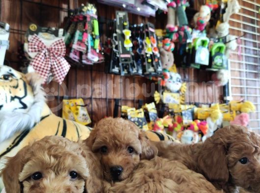 A Scr Muhteşem Toy Poodle  Yavrularimiz görsel