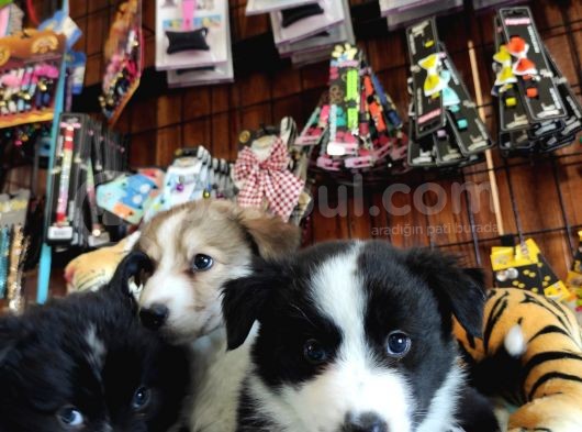 Dunyani̇n En Zeki̇ Irki Border Collie görsel
