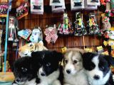 Dunyani̇n En Zeki̇ Irki Border Collie