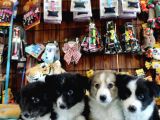 DUNYANİN EN ZEKİ IRKI BORDER COLLIE