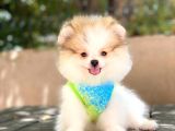 Sevimli Pomeranian Boo Yavruları