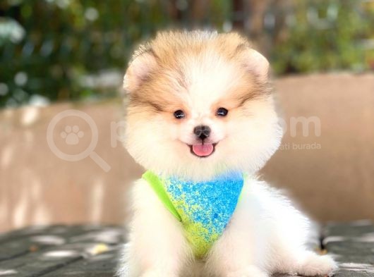 Sevimli Pomeranian Boo Yavruları görsel