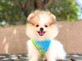 Sevimli Pomeranian Boo Yavruları