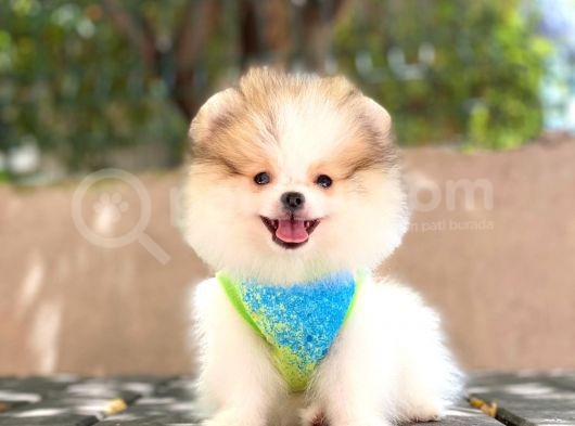 Sevimli Pomeranian Boo Yavruları görsel