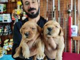Bebek Yüzlü Golden A Kali̇te Irk