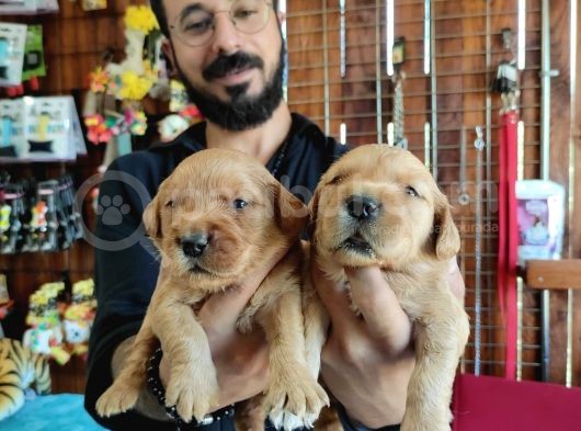 Bebek Yüzlü Golden A Kali̇te Irk görsel