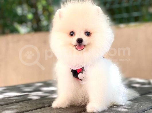 Sempatik Pomeranian Yavrular görsel