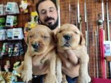 Bebek Yüzlü Golden A Kali̇te Irk