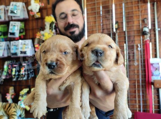 Bebek Yüzlü Golden A Kali̇te Irk görsel