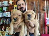 Bebek Yüzlü Golden A Kali̇te Irk
