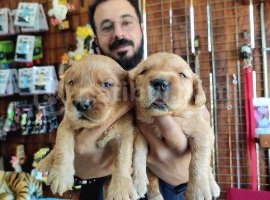 Bebek Yüzlü Golden A Kali̇te Irk görsel
