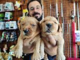 Bebek Yüzlü Golden A Kali̇te Irk