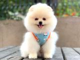 0-3 Aylık Yavru Pomeranian