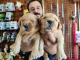Bebek Yüzlü Golden A Kali̇te Irk
