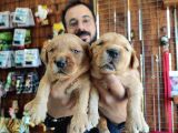 BEBEK YÜZLÜ GOLDEN A KALİTE IRK