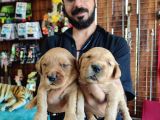 Bebek Yüzlü Golden A Kali̇te Irk