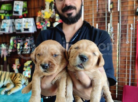 Bebek Yüzlü Golden A Kali̇te Irk görsel