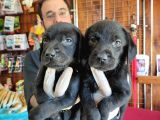 Mükemmel Labrador Yavrularimiz A Kali̇te